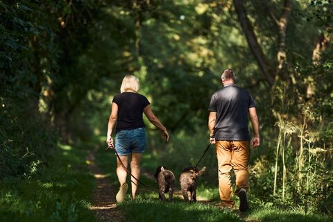 Taubertal_Wandern im Wald