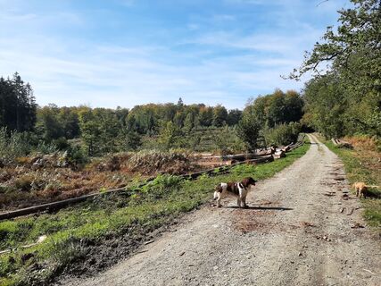 Foto från kees van duin under resans gång