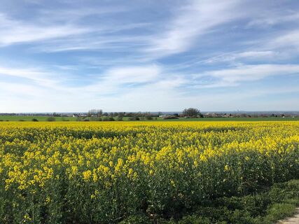 Ein Ausblick auf die Rapsfelder in der Region Möhnesee