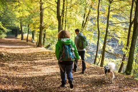 Wandern im Homburger Wald