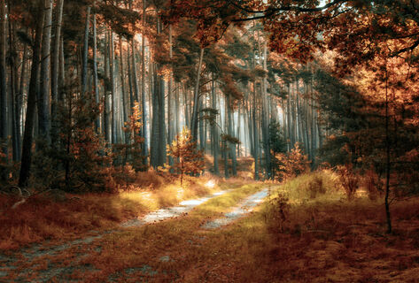 Wald bei Stapel im Herbst