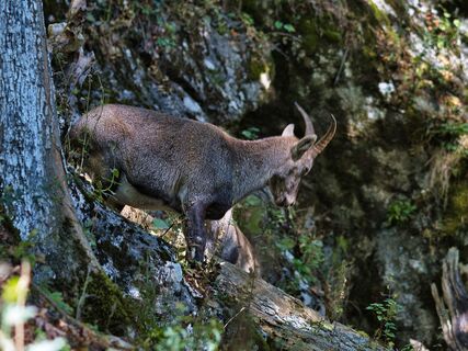 Steinbock bei der Drachenhöhle_Naturpark Almenland_Oststeiermark