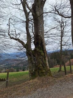 Photo de Mimi le long du parcours