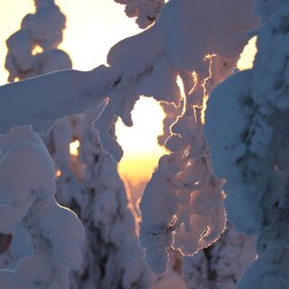 Schneebelastete Bäume im Winter