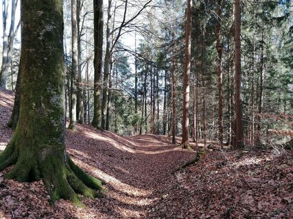Buchenwald zwischen Niederhofen und Wörschach