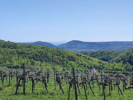 Fotografija s spletne strani Natureforus na poti