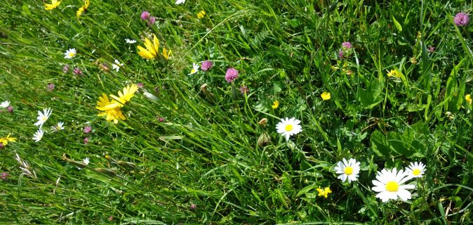 Blumenwiese