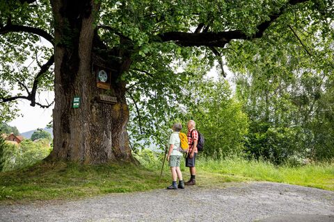 Naturdenkmal "Mariazeller Linde" in St. Lambrecht