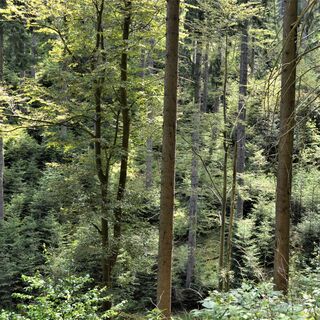 Kernzone des Biosphärenreservates Thüringer Wald