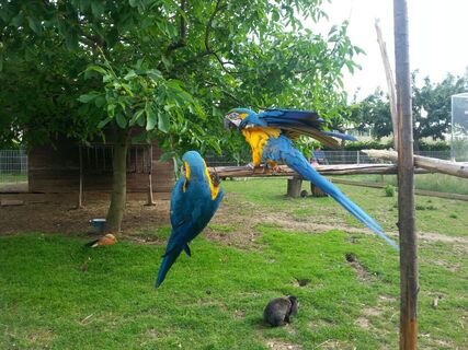 Papageie in der Hobbyfarm