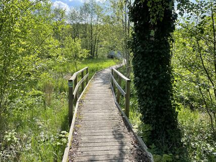 Brücke auf der Sauerland-Waldroute