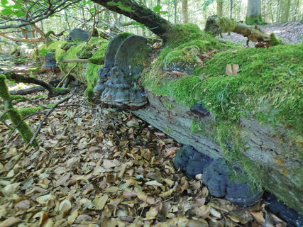 Nationalpark Kellerwald-Edersee - Ringelsberg-Route (UNESCO Weltnaturerbe)