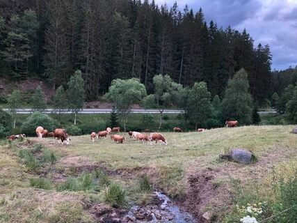 Idyllische Landschaft