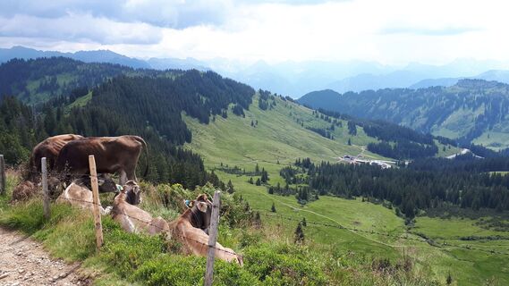 Fotografia z k.chrosch na trase