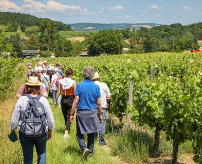 Spaziergang durch die Weinberge