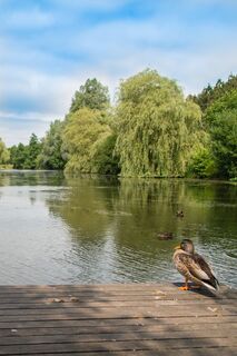 Ente am Paddelteich 