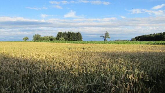 Getreidefeld entlang der Strecke