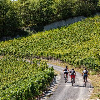 Mountainbike Weinberge