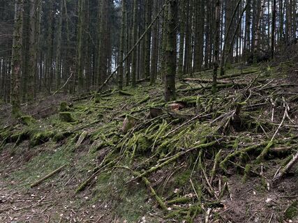 Foto von info topiary entlang der Tour