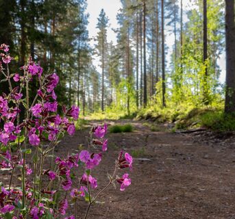Sommerblumen