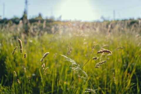 Abendstimmung am Waldrand