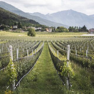 Anbau der Nosiola