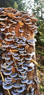 Fotografie de la Klaus Lehner de-a lungul turului