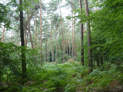 Blick in eine Lichtung