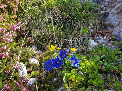Alpenflora am Stoderzinken