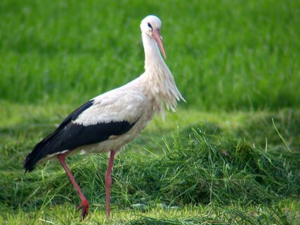 1Leinepolder Radfahrer Pause auf einer Bank