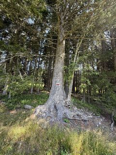 Fotografia z Hermann Czerweny na trase