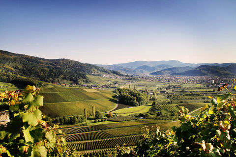 Blick durch die Reben ins Tal