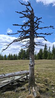 Fotografija s spletne strani args na poti