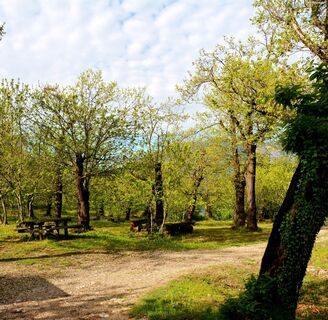 Die Kastanienplantage oberhalb von Nago