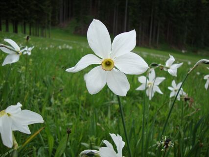 Narzissenwiese Tschermenitzen