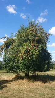 Apfelbaum