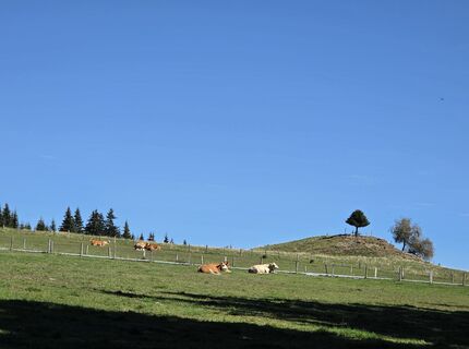 Fotografija s spletne strani MRDL na poti