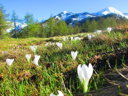 Blühende Wiese unter Punta del Fin