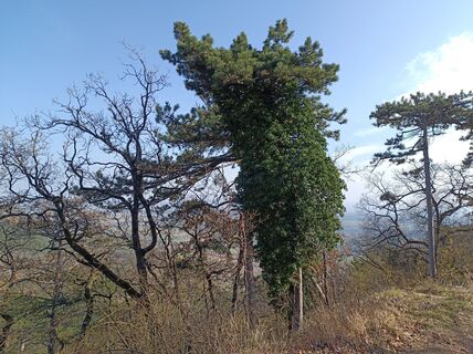 Foto von Bergpirat entlang der Tour