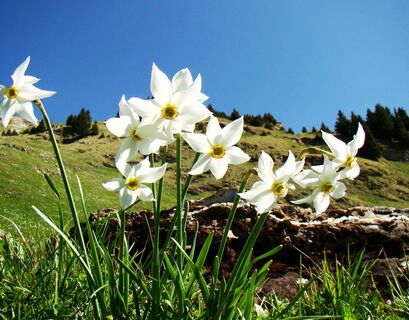 Narzissenpracht im Prättigau