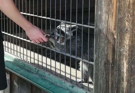 Waschbären Ofnerpeter