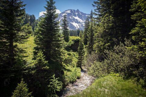Rauriser Urwald mit Sonnblick