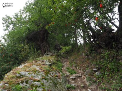 A065 Alpen
