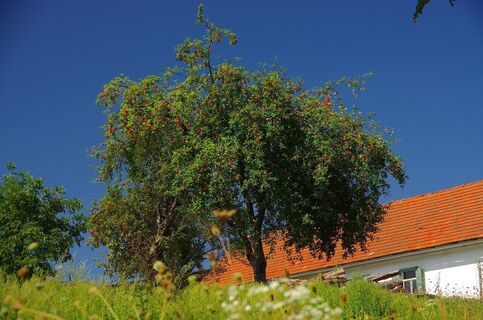 Obstbäume am Weg