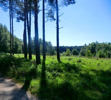 in der Ohligser Heide