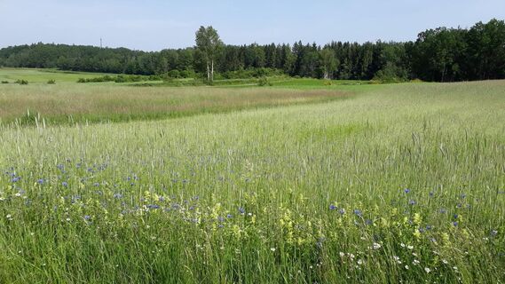 Feld