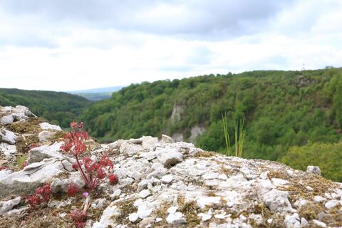 Mauer der Questenburg