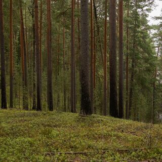 Kuiharju Paistjärvellä