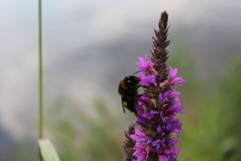 Hummel