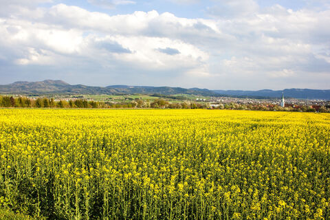 Rapsfeld und Blick auf den Albtrauf